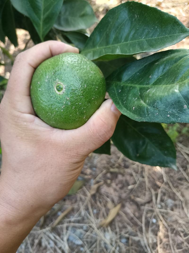 精品特早蜜橘，中熟蜜橘，口味纯正，无农药残留