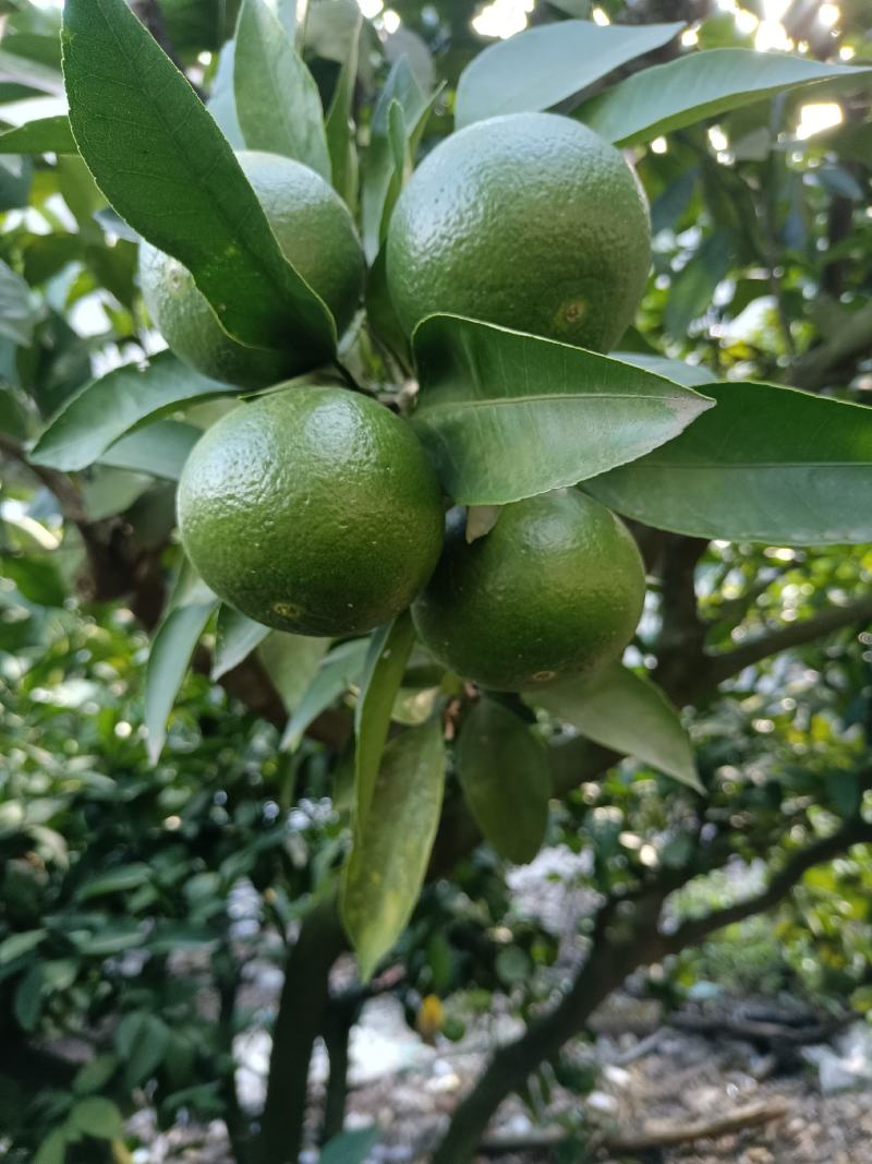 精品特早蜜橘，中熟蜜橘，口味纯正，无农药残留