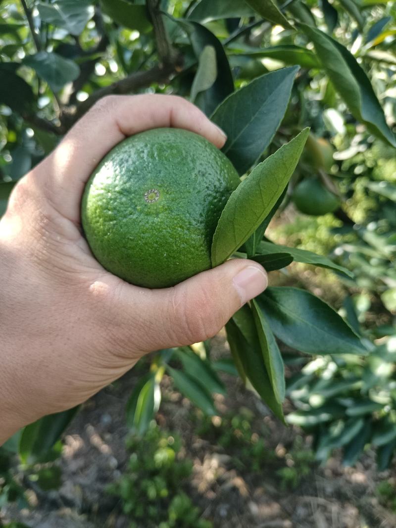 精品特早蜜橘，中熟蜜橘，口味纯正，无农药残留