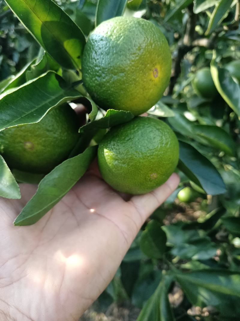 精品特早蜜橘，中熟蜜橘，口味纯正，无农药残留
