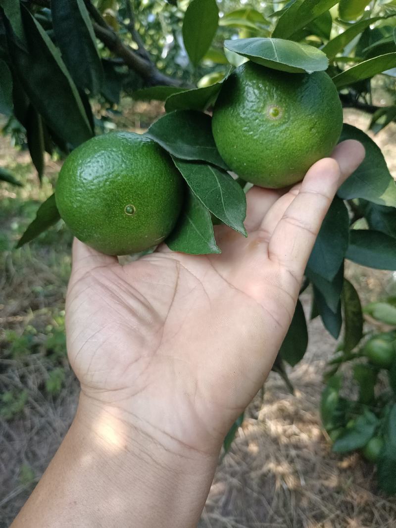 精品特早蜜橘，中熟蜜橘，口味纯正，无农药残留