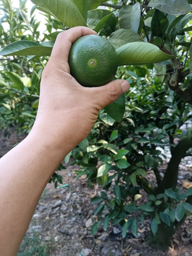精品特早蜜橘，中熟蜜橘，口味纯正，无农药残留