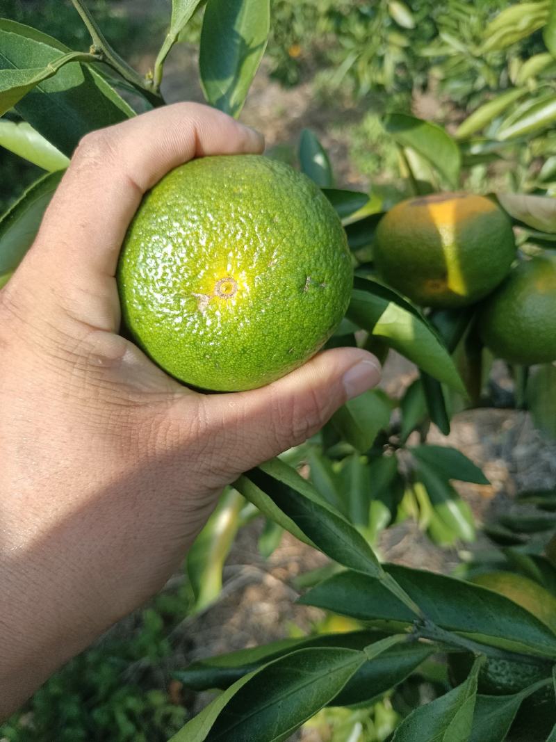 精品特早蜜橘，中熟蜜橘，口味纯正，无农药残留