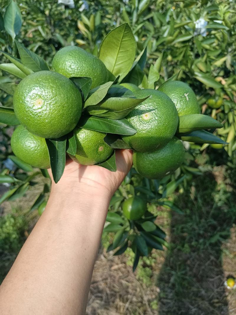 精品特早蜜橘，中熟蜜橘，口味纯正，无农药残留