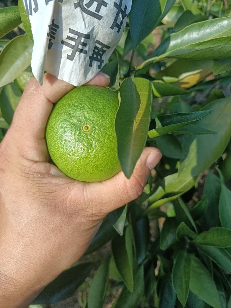 精品特早蜜橘，中熟蜜橘，口味纯正，无农药残留