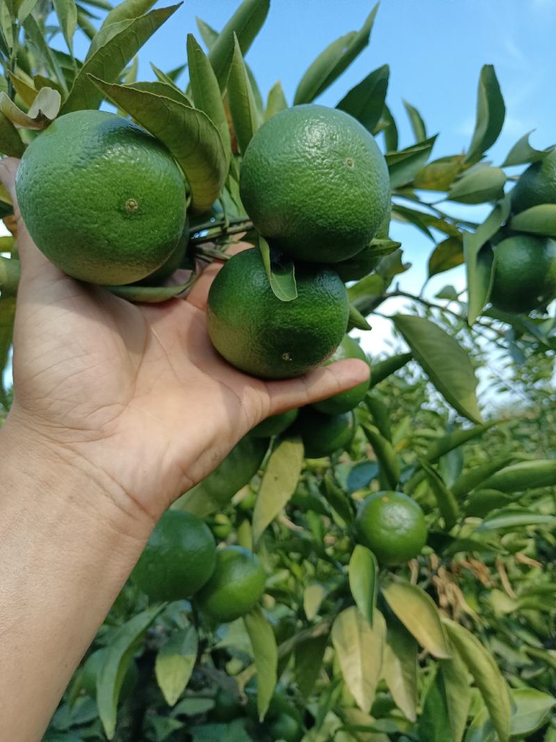 精品特早蜜橘，中熟蜜橘，口味纯正，无农药残留