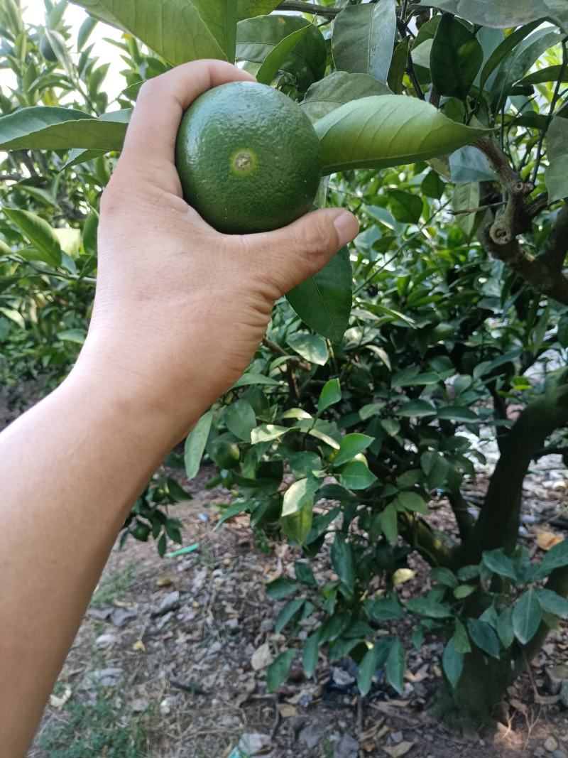 精品特早蜜橘，中熟蜜橘，口味纯正，无农药残留