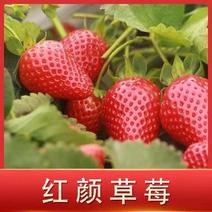 红颜草莓苗量大优惠保质量保纯度基地现挖现发
