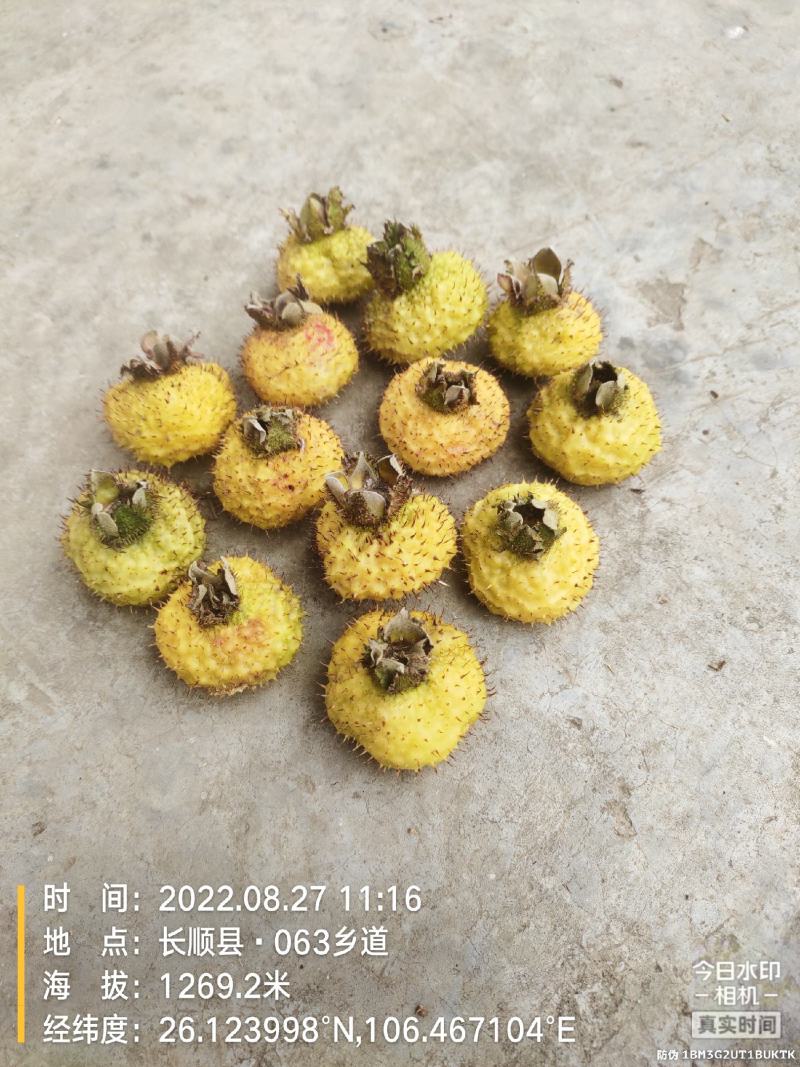 需要收购刺梨的老板赶快下单过段时间没有了