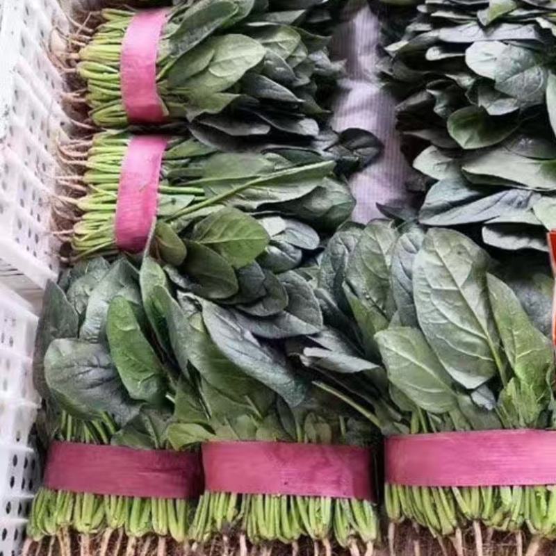 黑如意大叶菠菜种子四季蔬菜秋冬籽易种抗病耐热寒越冬速生种