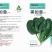 黑如意大叶菠菜种子四季蔬菜秋冬籽易种抗病耐热寒越冬速生种