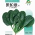 黑如意大叶菠菜种子四季蔬菜秋冬籽易种抗病耐热寒越冬速生种