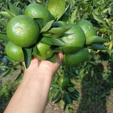 精品特早蜜橘，中熟蜜橘，口味纯正，无农药残留