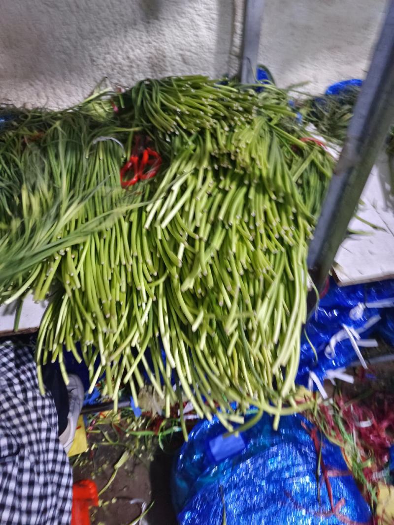 我是河北省邯郸市永年区蒜薹产地，大量有货，需要联系我