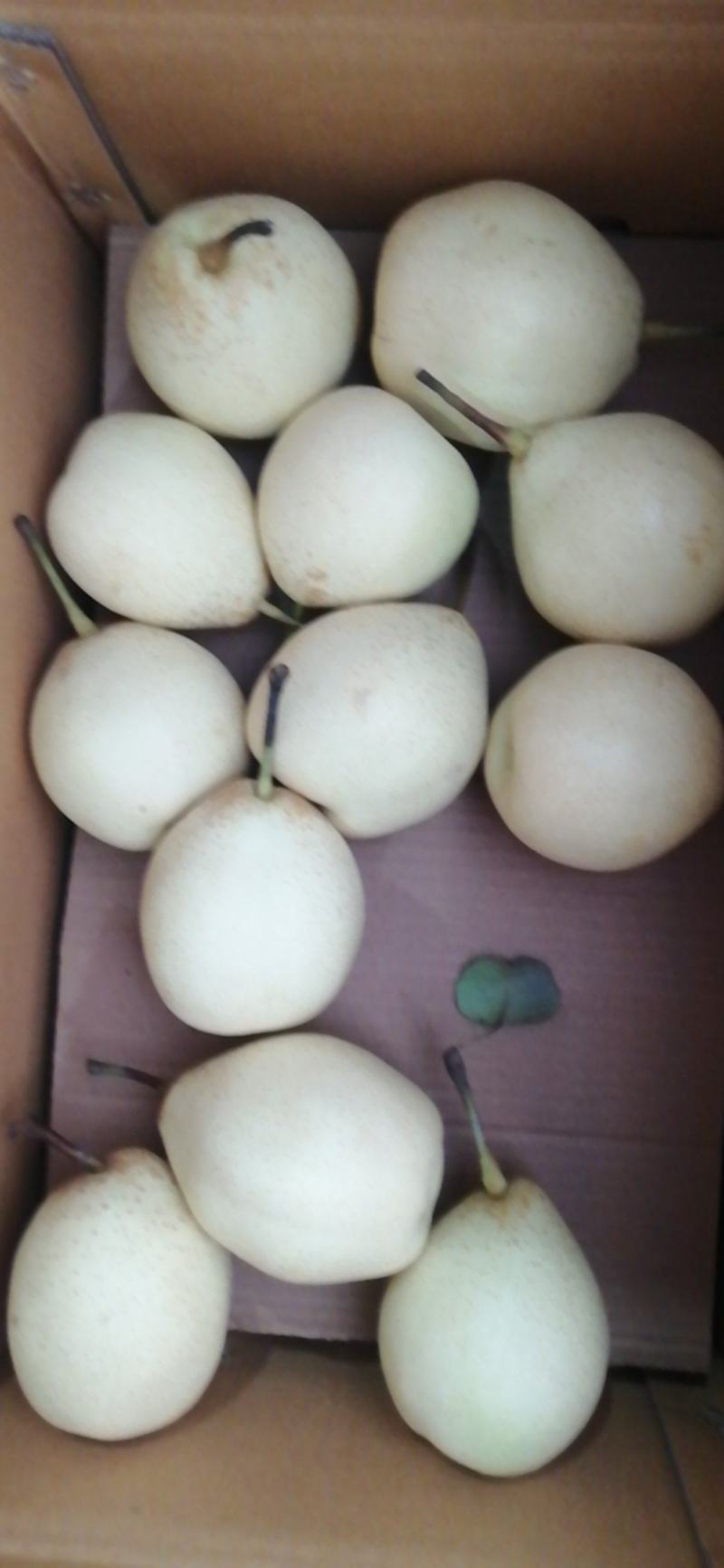 水晶鸭梨产地发货，全国供应，欢迎各地客商前来订货