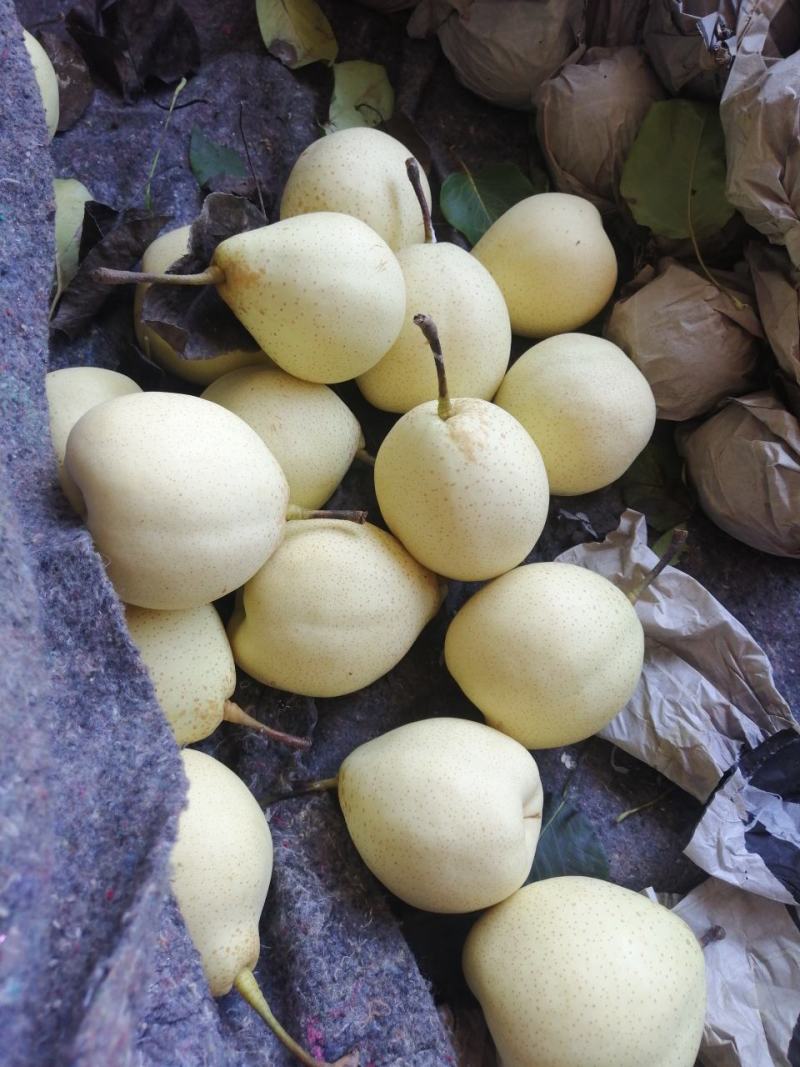 水晶鸭梨产地发货，全国供应，欢迎各地客商前来订货