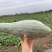 贵族南瓜，阿克苏贵族南瓜基地直发全国，专注品质。