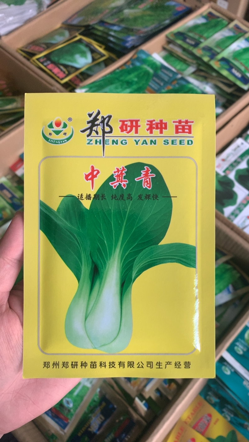 郑研中箕青青菜种子