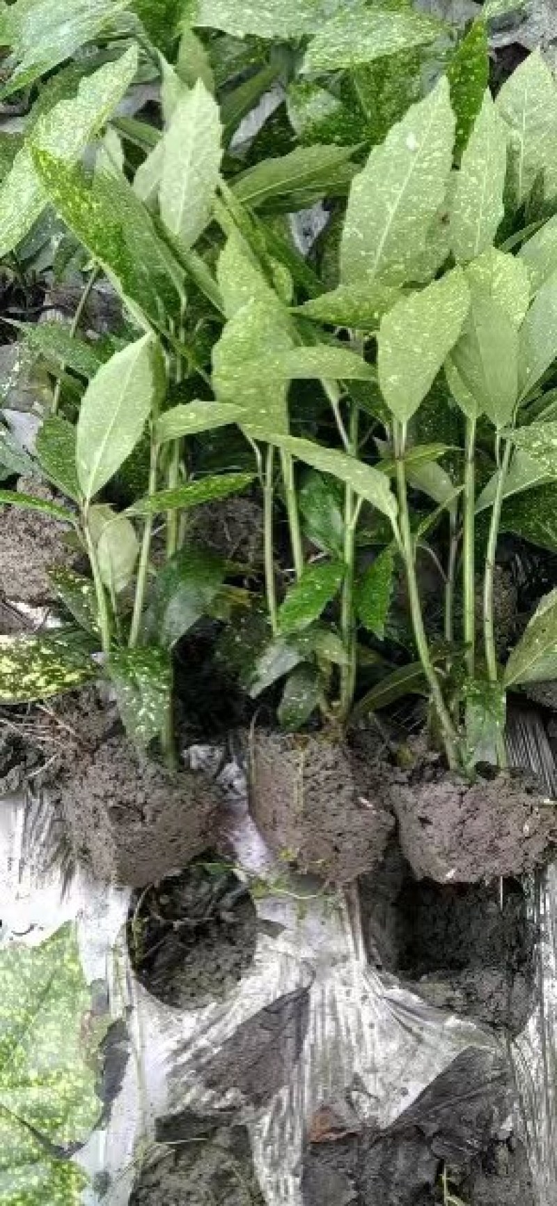 洒金珊瑚杯苗，地苗，郫县洒金珊瑚价格低，洒金珊瑚批发价