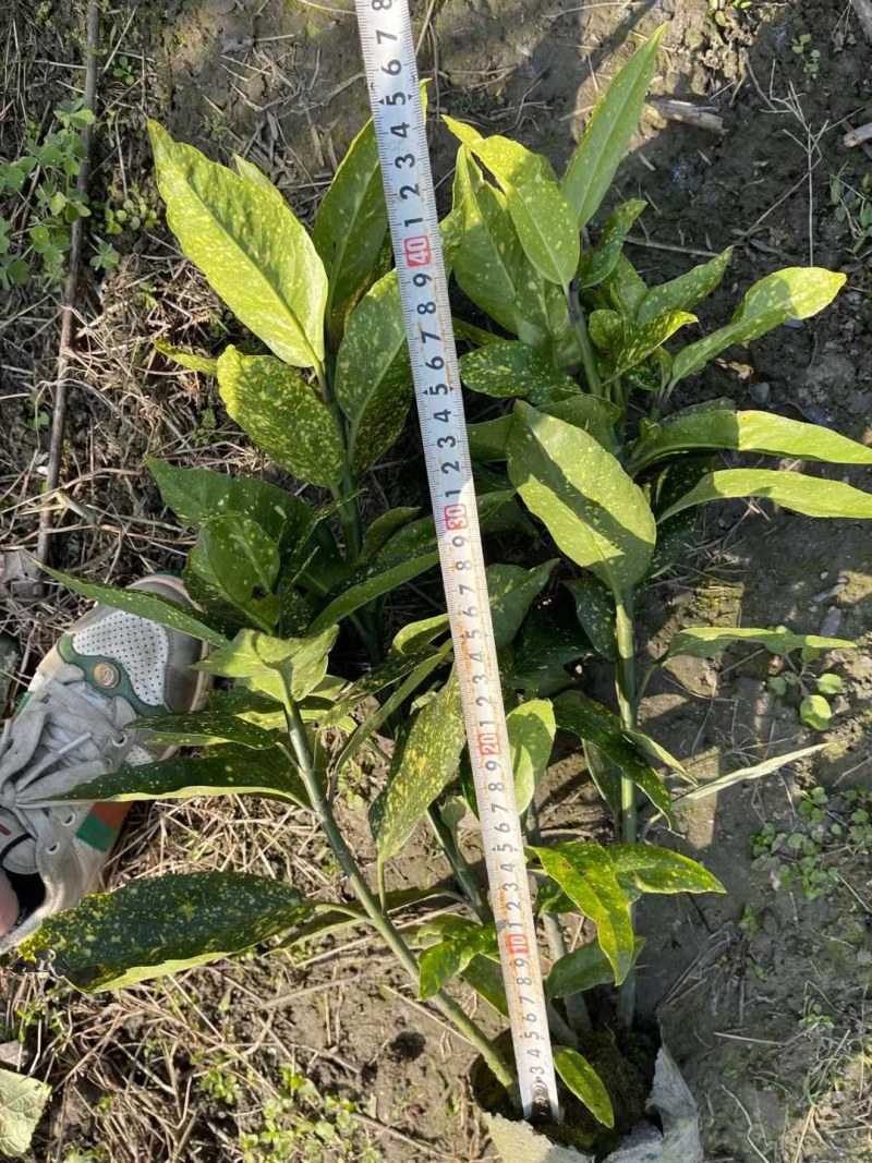 洒金珊瑚杯苗，地苗，郫县洒金珊瑚价格低，洒金珊瑚批发价
