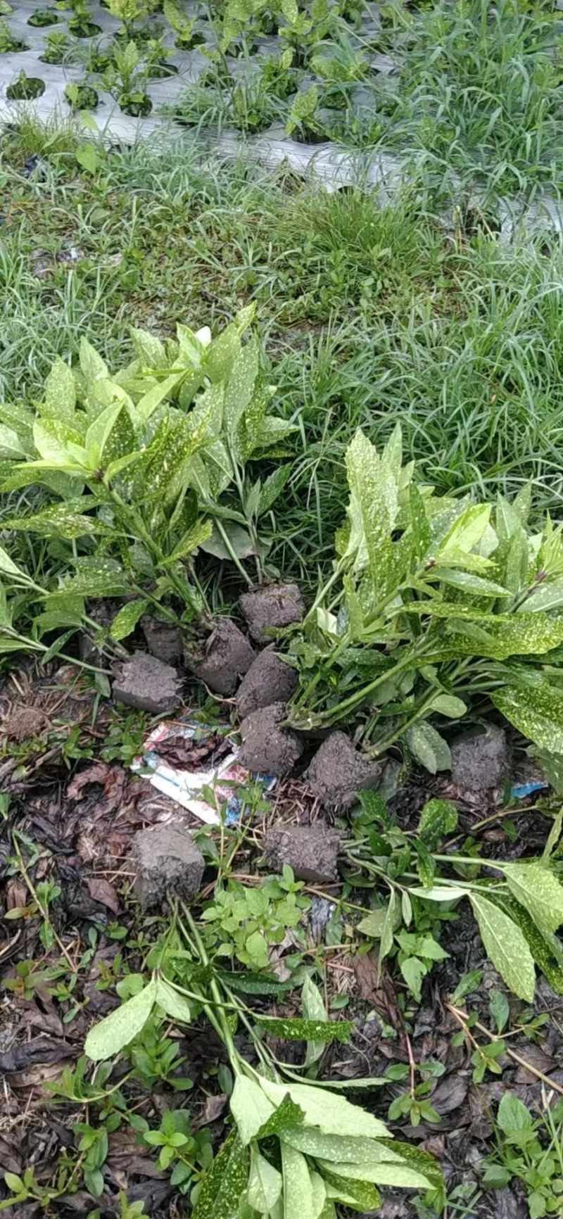 洒金珊瑚杯苗，地苗，郫县洒金珊瑚价格低，洒金珊瑚批发价