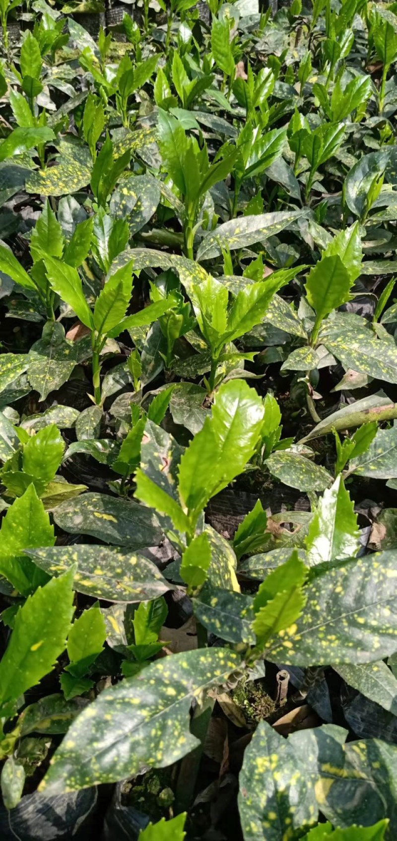 洒金珊瑚杯苗，地苗，郫县洒金珊瑚价格低，洒金珊瑚批发价