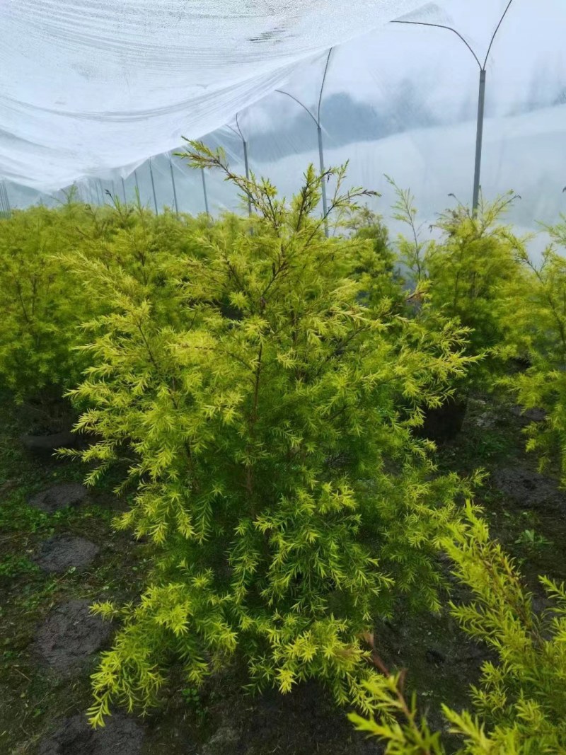 郫县千层金球千层金袋苗货好价优提供视频看货，千层金