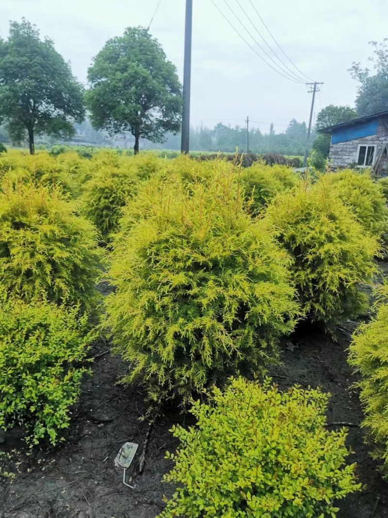 郫县千层金球千层金袋苗货好价优提供视频看货，千层金