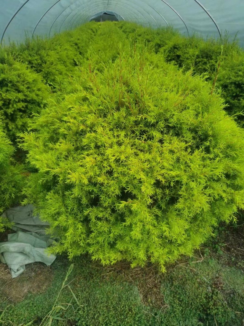 郫县千层金球千层金袋苗货好价优提供视频看货，千层金
