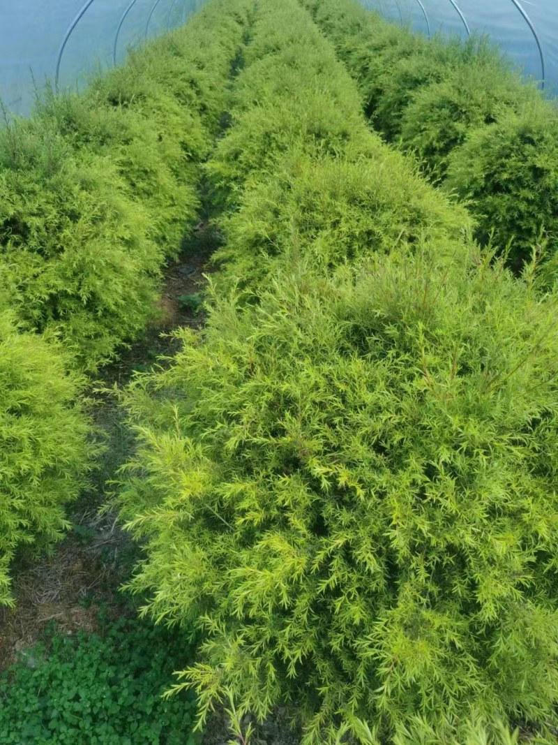 郫县千层金球千层金袋苗货好价优提供视频看货，千层金