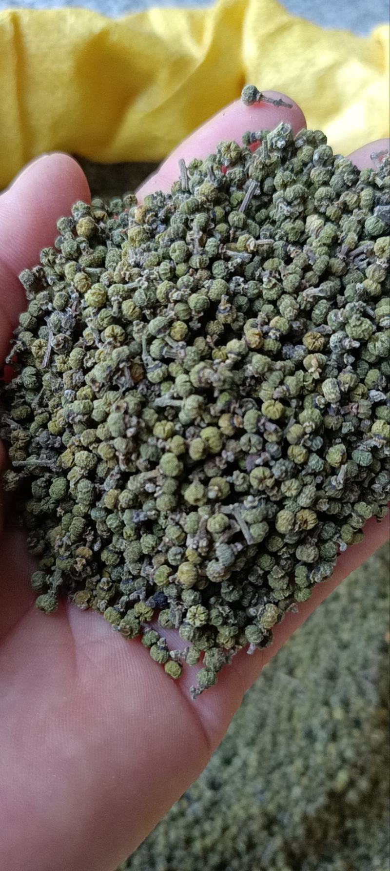 茣茱萸