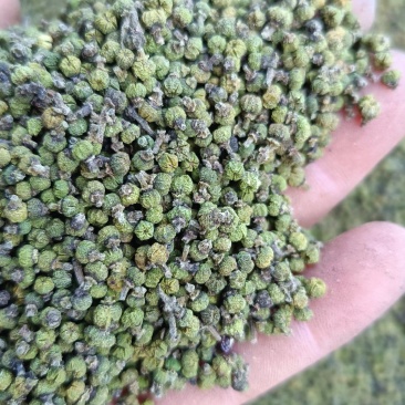 茣茱萸
