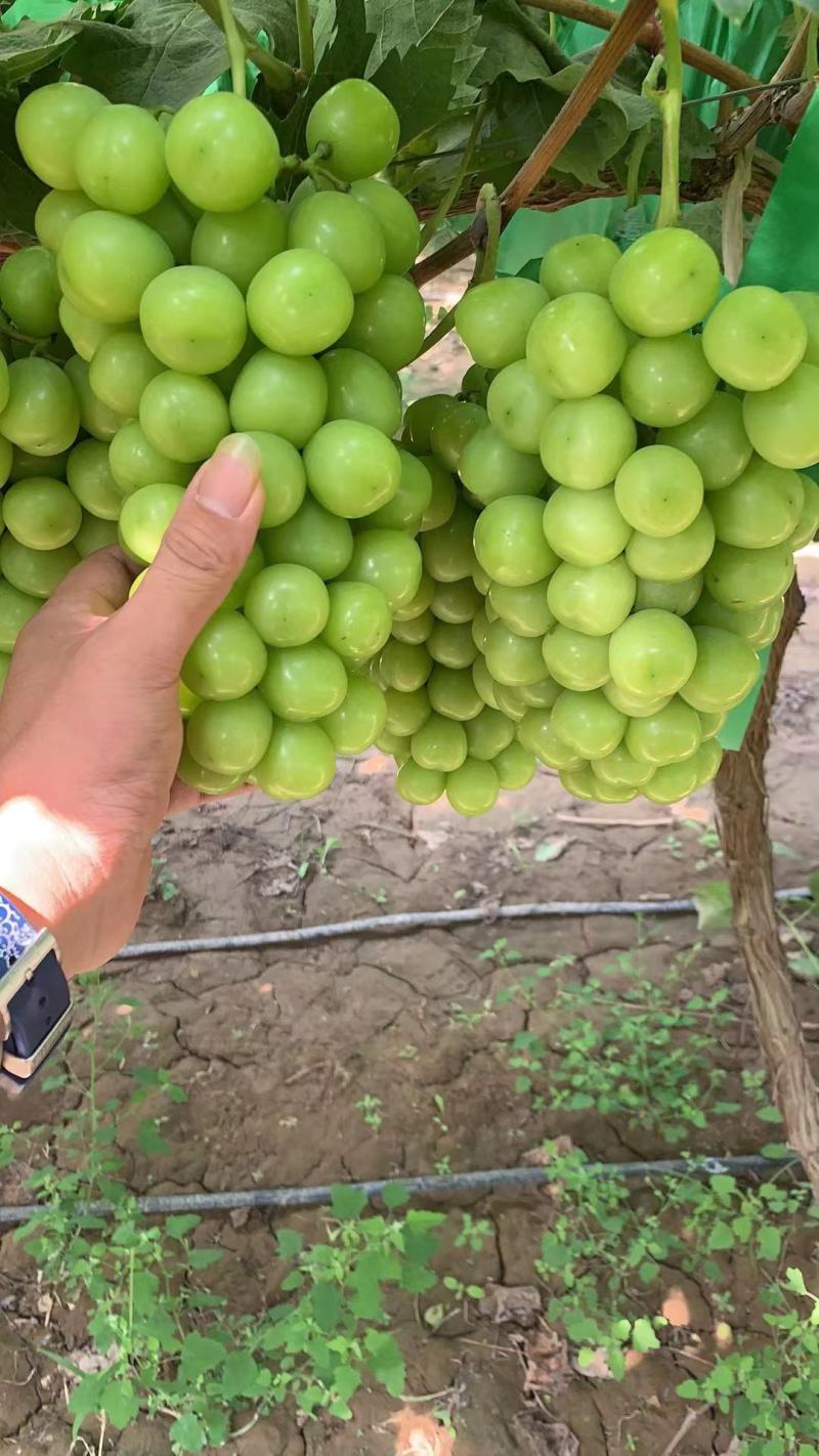 阳光玫瑰葡萄大量上市，串行好，口感甜，基地供应