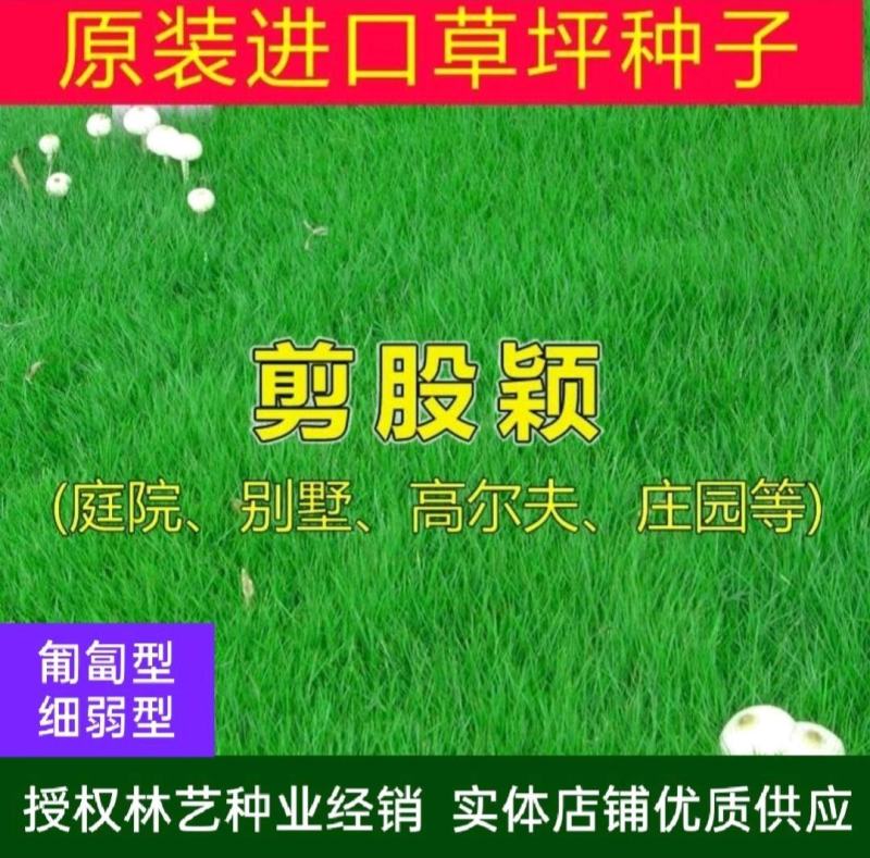 进口剪股颖草坪种子庭院别墅高尔夫球场绿化草籽草种子耐寒四