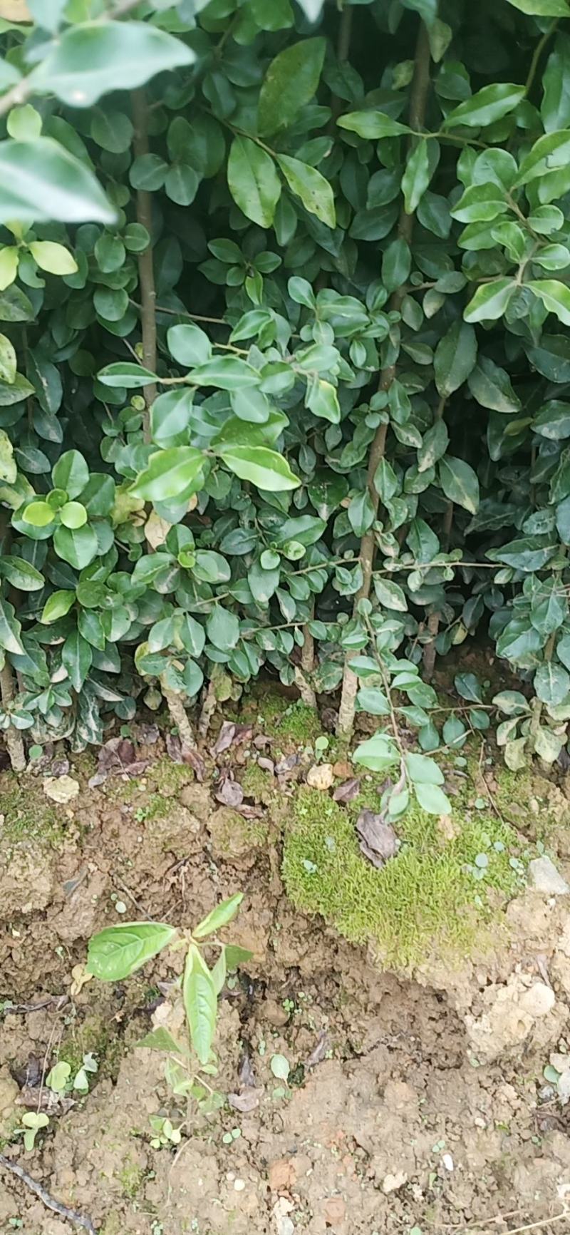 金弹子苗，基地供货货源充足易成活价格合理欢迎电联