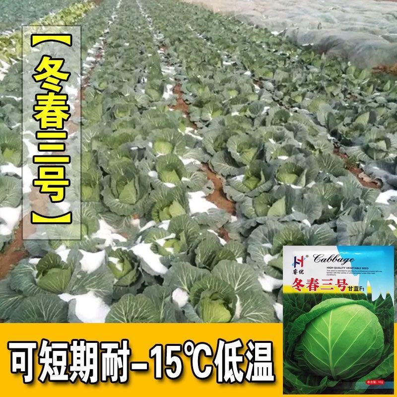 冬春三号甘蓝种子，10克