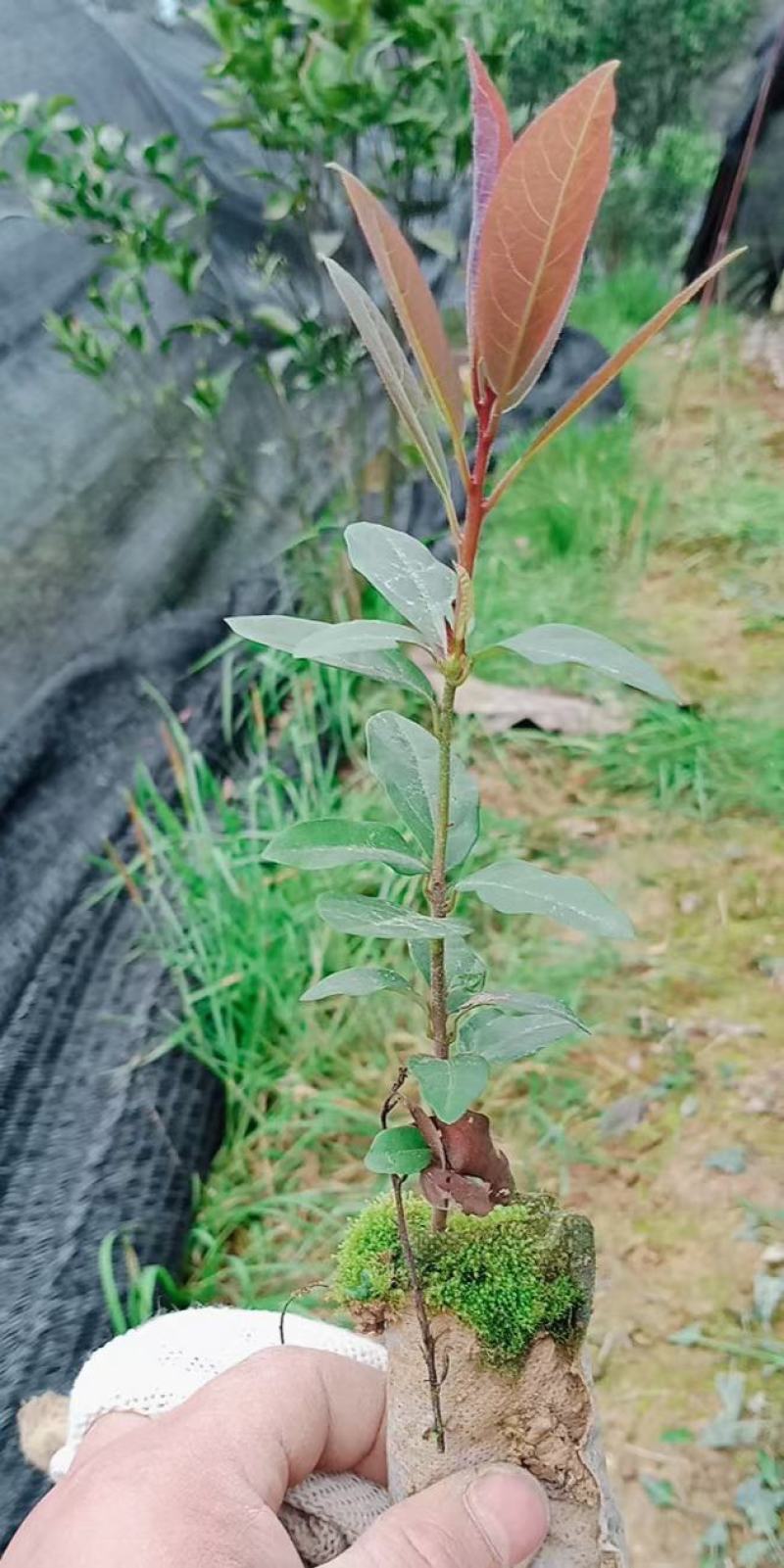 老鹰茶苗，基地货源，易栽种，规格齐全，价格合理，电联