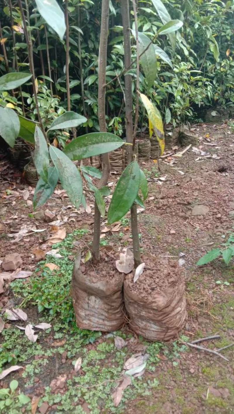 老鹰茶苗，基地货源，易栽种，规格齐全，价格合理，电联