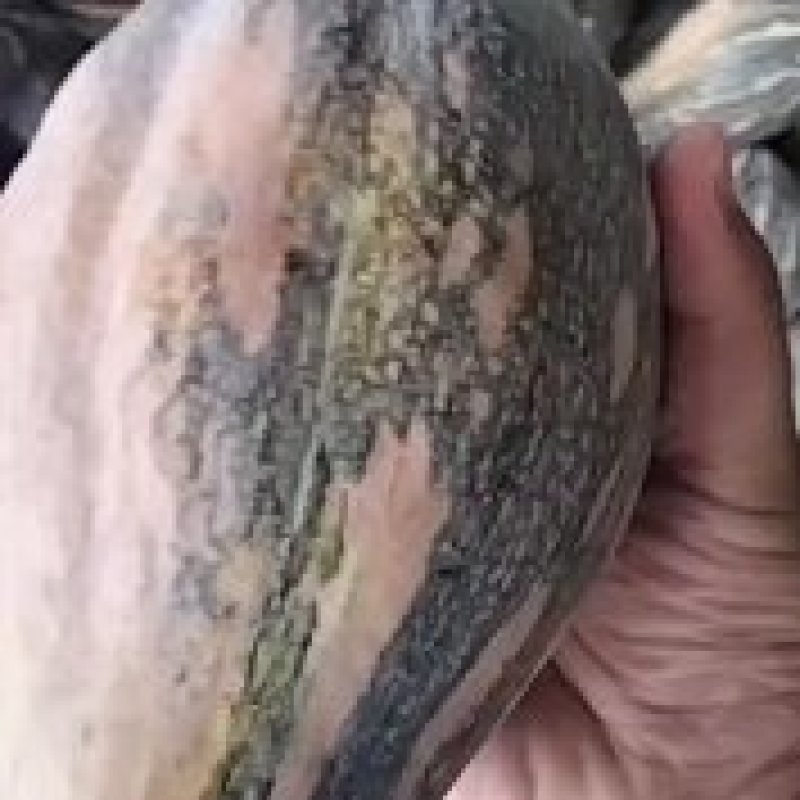 香芋南瓜五毛三一斤