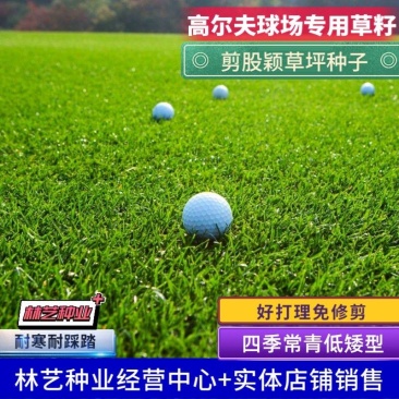 进口剪股颖草坪种子庭院别墅高尔夫球场绿化草籽草种子耐寒四