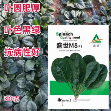 趴地菠菜种子四季波菜种籽大全秋季蔬菜种孑叶圆肥厚