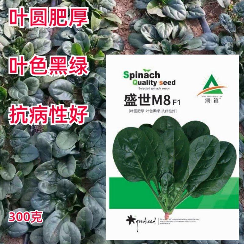 趴地菠菜种子四季波菜种籽大全秋季蔬菜种孑叶圆肥厚
