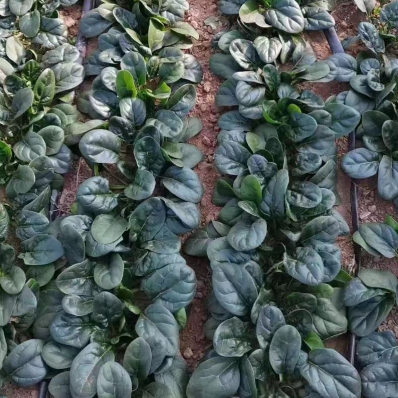 趴地菠菜种子四季波菜种籽大全秋季蔬菜种孑叶圆肥厚