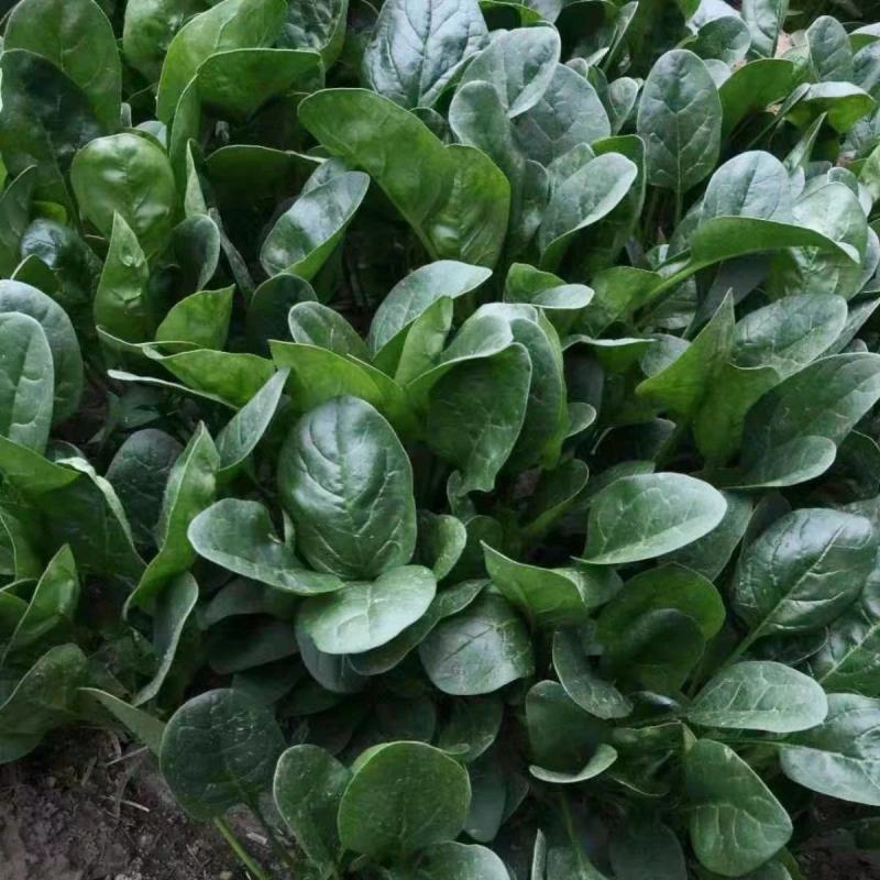 趴地菠菜种子四季波菜种籽大全秋季蔬菜种孑叶圆肥厚