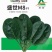 趴地菠菜种子四季波菜种籽大全秋季蔬菜种孑叶圆肥厚