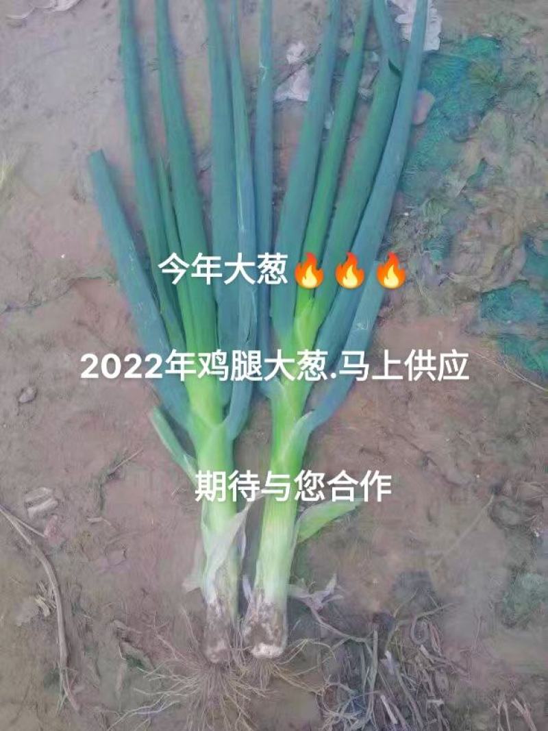 定州鸡腿大葱大量上市中，葱头大，葱白长产地直发。