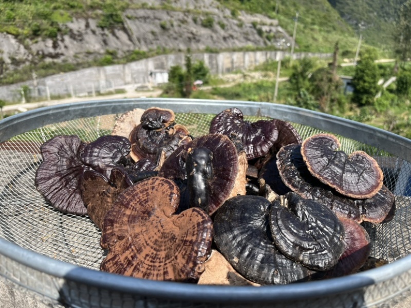 贵州纯野生黑灵芝紫灵芝批发价产地供应