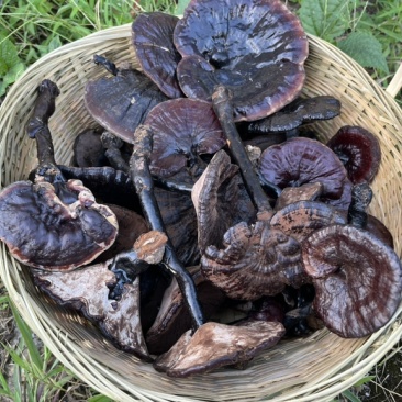 贵州纯野生黑灵芝紫灵芝批发价产地供应