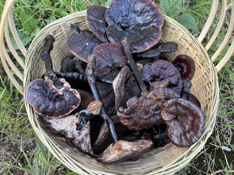 贵州纯野生黑灵芝紫灵芝批发价产地供应