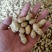 精品大白沙鲜花小白沙湿花生过筛子手选果，电商市场超市量大